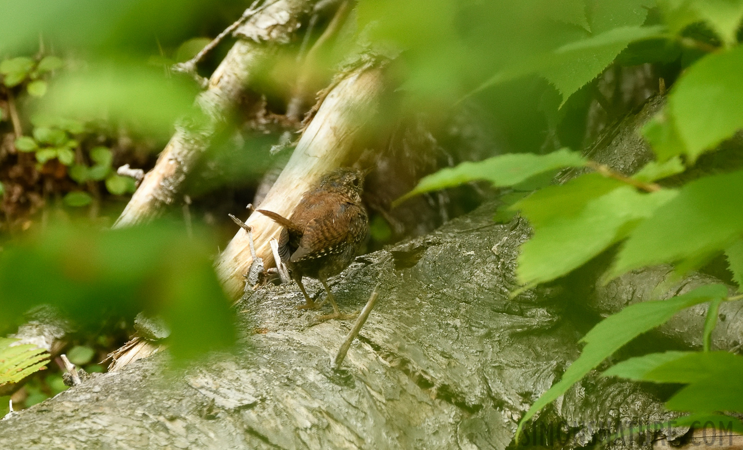 Troglodytes hiemalis hiemalis [400 mm, 1/500 Sek. bei f / 7.1, ISO 2000]